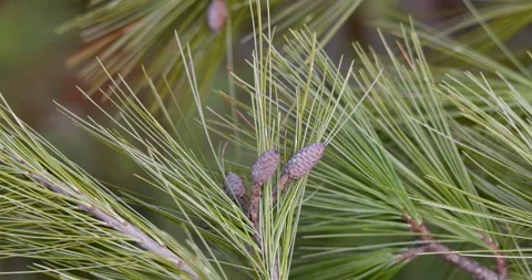 Conifer tree needles and cones swaying to the wind. Stock Footage 264011875