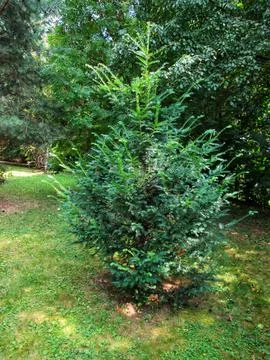 Conifer Tree in Park Setting Stock Photos
