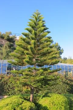 Conifer tree Stock-Fotos