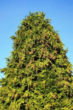 Conifer Tree Stock Photos