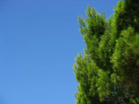 Conifer tree Stock Photos