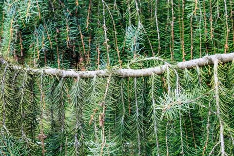 Conifer Tree Stock Photos