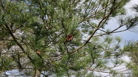 Conifer tree with pine cones against pale blue grey sky Stock Photos