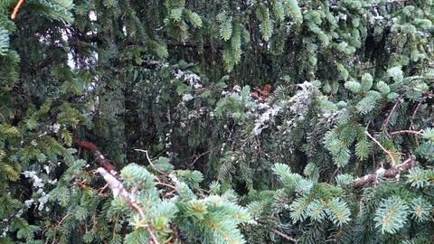 Conifer tree swinging in the wind Stock Footage 116630160