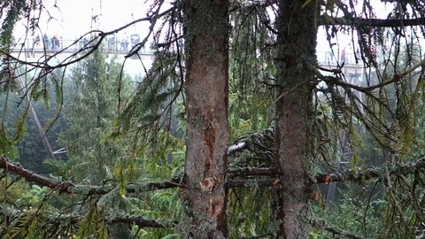 Conifer tree swinging in the wind Stock Footage 116630547