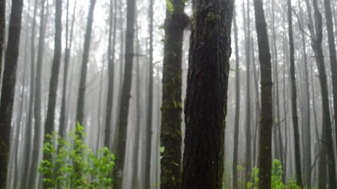 Conifer tree trunks swaying in the wind in a pine forest, rainy day Stock Footage 292457838