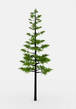 Conifer tree on white background Stock Illustration