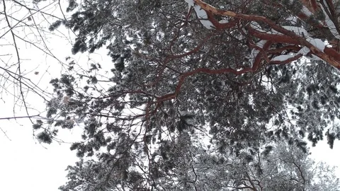 Conifer tree in winter Stock-Footage 71672889