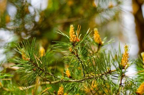 Conifer tree with young cones Stock Photos