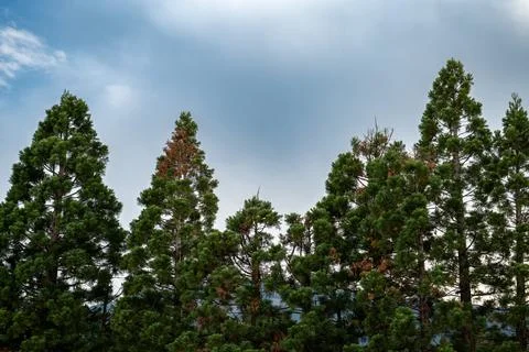 Conifer trees against cloudy sky in natural forest landscape Stock Photos