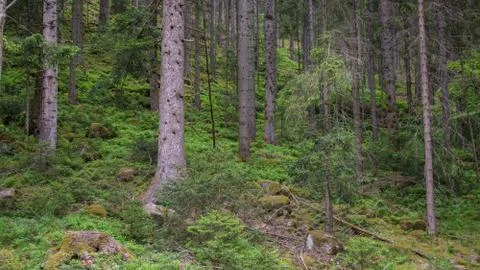 Conifer trees in black forest Stock Photos