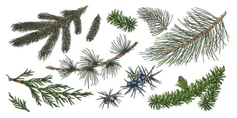 Conifer trees branches collection hand drawn vector set, pine and fir, Cypress Stock Illustration