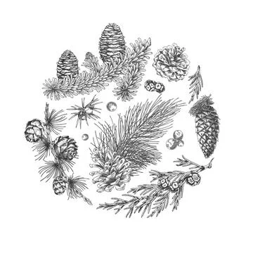Conifer trees branches with cones collection engraved hand drawn vector round Stockillustratie