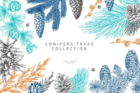 Conifer trees branches with cones collection engraved hand drawn vector frame Stockillustratie