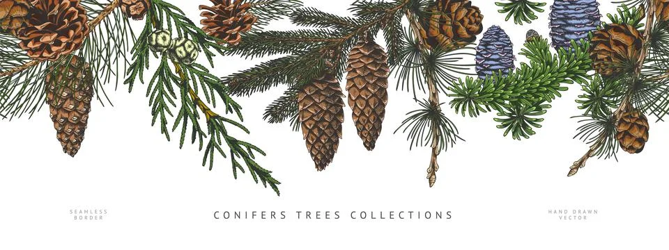 Conifer trees branches with cones collection hand drawn vector seamless border Stock Illustration