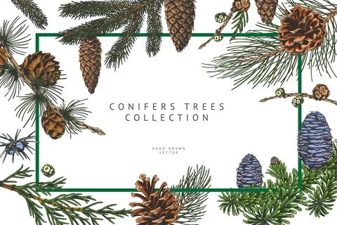 Conifer trees branches with cones collection hand drawn vector banner design Stockillustratie