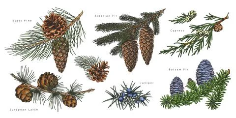 Conifer trees branches with cones collection, titles hand drawn vector set, pine Stock Illustration
