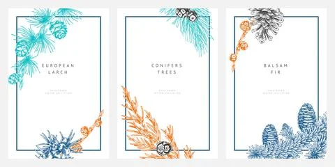 Conifer trees branches with cones engraved hand drawn frame design vector set Stockillustratie