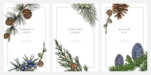 Conifer trees branches with cones hand drawn frame design vector set, Balsam fir Stockillustratie