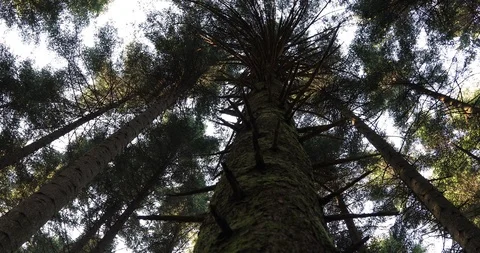 Conifer trees closeup in the forest Video stock 103112940