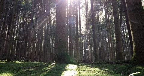 Conifer trees on mossy forest floor Vidéo 95861028