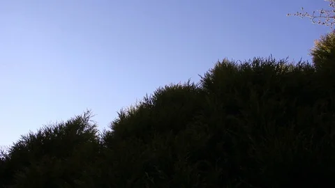 Conifer Trees Pan and Tilt HD Stock Footage 128439823