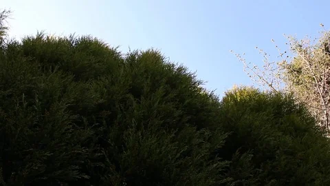 Conifer Trees Pan and Tilt HD Stock Footage 128440407