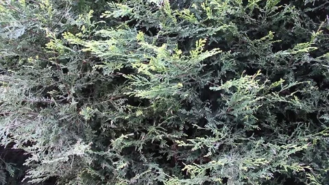 Conifer Trees Pan HD Stock Footage 128439357