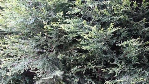 Conifer Trees Pan HD Stock Footage 128439364