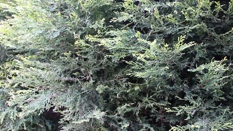Conifer Trees Pan HD Stock Footage 128439370