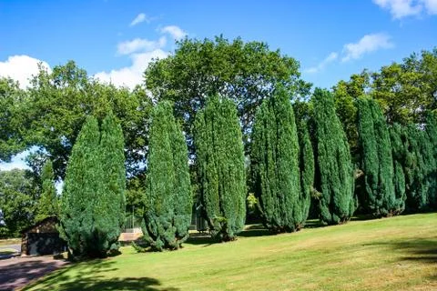 Conifer Trees Stock Photos