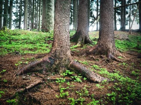 Conifer trees with roots in the forest. Stock Photos