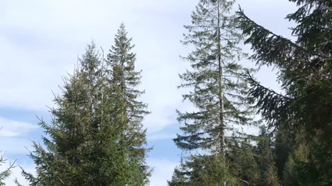 Conifer Trees In Wind On Mountain With Blue Sky Video stock 194941613