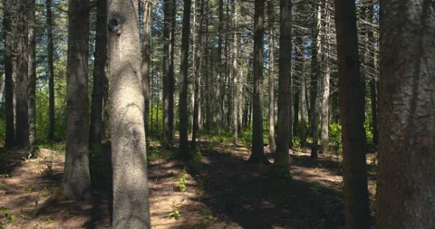 Conifer trunk forest with shadows Vídeo Stock 130912626