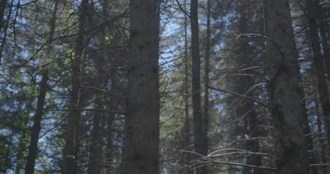 Conifer trunk / Tilting up Stock Footage 130913020