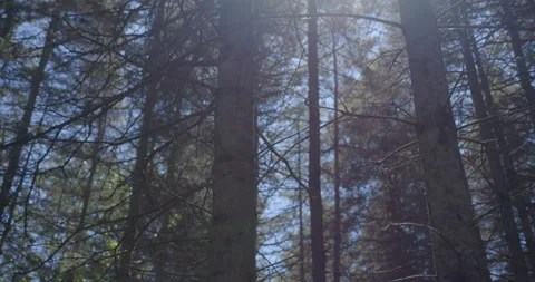 Conifer trunk / Tilting up at sun Vídeo Stock 130913230