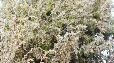 Conifer under high wind Video stock 49070658