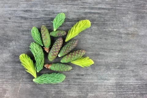 Conifer young green cones on rustic background with copy space. Stock Photos