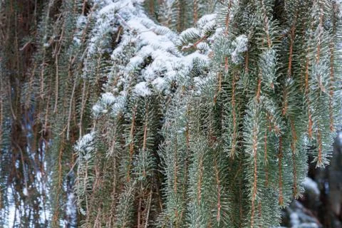 Coniferious branchs at winter Stock Photos