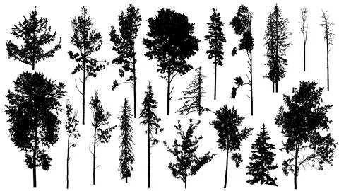 Coniferous and deciduous forest trees, bare trees. Set of silhouettes. Vector Stock Illustration
