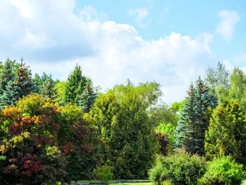 Coniferous and deciduous trees on a background of clouds Stock Photos