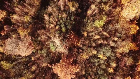 Coniferous and deciduous trees. Stock Footage 82719763