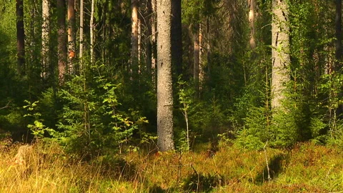 Coniferous and deciduous trees. Stock Footage 98166541