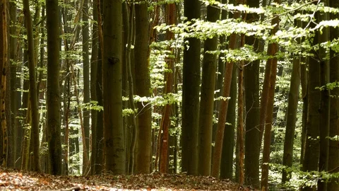 Coniferous and deciduous trees of mixed forest in spring, green tree leaves 库存影片 128774637