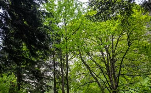 Coniferous and deciduous trees on the mountainside. Mixed forest. Stock Photos