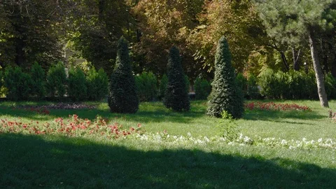Coniferous and deciduous trees in the park. Video stock 115807359