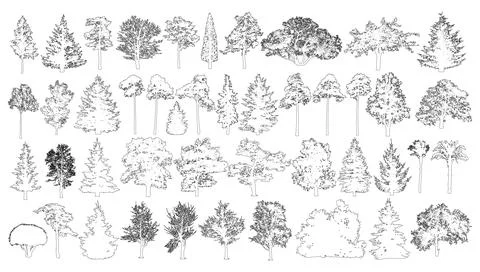 Coniferous and deciduous trees set, contours. Vector illustration Stock Illustration