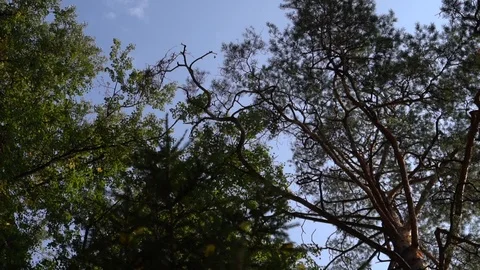 Coniferous and deciduous trees shot from the bottom up FullHD Stock Footage 103342796