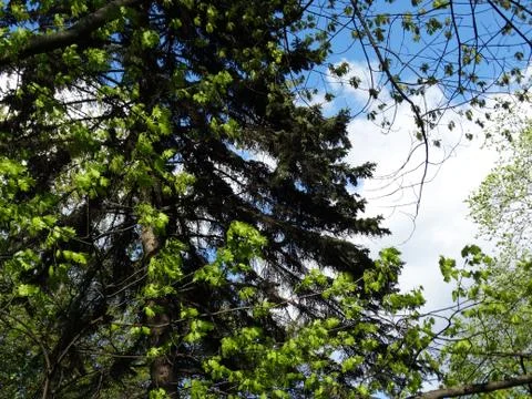 Coniferous and deciduous trees in spring. Stock Photos