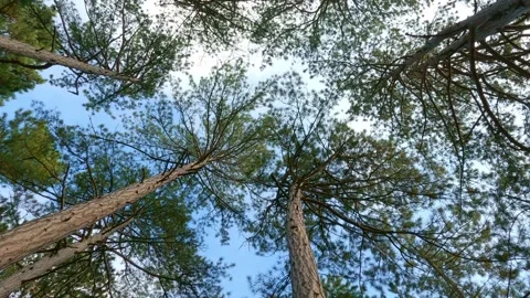 Coniferous autumn forest with pine trees 스톡 동영상 242356231